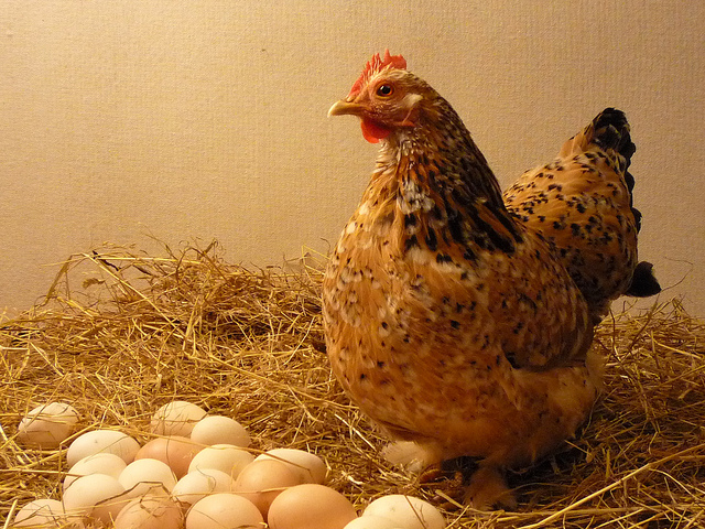 Why Chickens Stop Laying Eggs in the Winter | Survivopedia