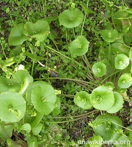 Claytonia perfoliata