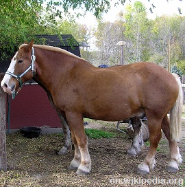 Belgian horse