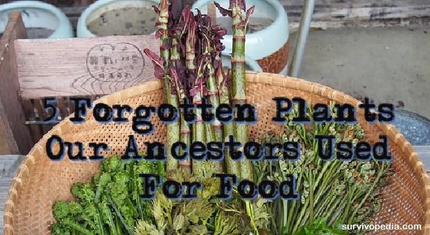 Big 5 Forgotten plants Our Ancestors Used For Food