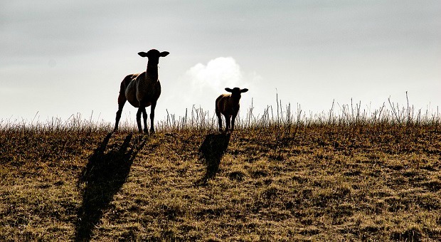 sheep