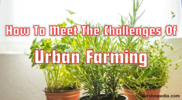 survivopedia-how-to-meet-the-challenges-of-urban-farming1
